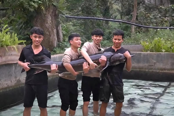 Cá tầm “khổng lồ” 50kg gây chú ý tại Tuần lễ Nông sản Việt 2025